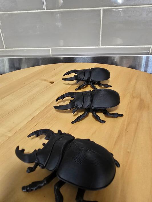 🪲3D Rhinoceros Beetles